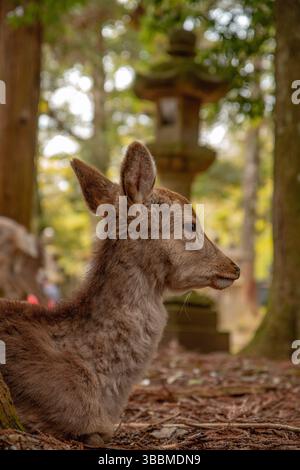 A deer lying beside a traditional Japanese stone lantern (tōrō) in a serene temple woodland, blending wildlife calm with cultural architecture Stock Photo