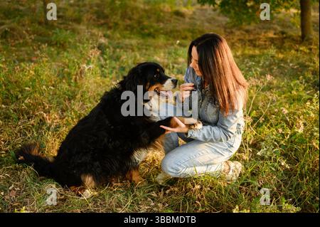 Woman sits down on grass next to large friendly Bernese Mountain Dog, training it, giving command give paw and for this treats pet with treat. Concept of walking with pet, dog training Stock Photo