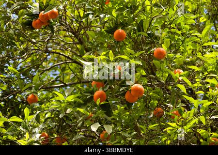 An orange tree full of fruit. Oranges growing on an orange tree. Stock Photo