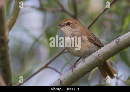 Common Nightingale - Nachtigall - Luscinia megarhynchos ssp ...