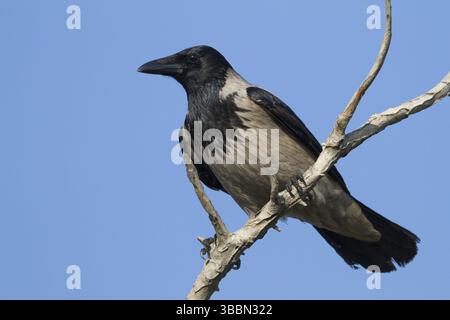 Hooded Crow (Corvus cornix), Cyprus, Europe Stock Photo