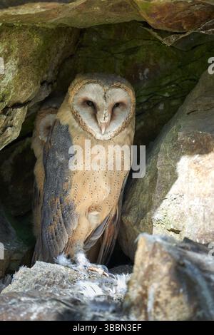 Owl is hiding between rocks Stock Photo - Alamy
