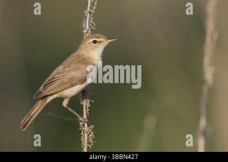 Booted Warbler - Buschspoetter - Iduna caligata, Russia (Ural Stock ...