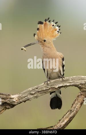 Eurasian Hoopoe (Upupa epops) perched on a branch with incect in its beak, Serbia, Europe Stock Photo