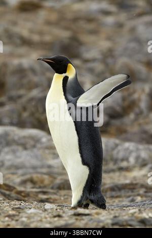 Emperor Penguin (Aptenodytes forsteri), Ross Sea Antarctica Stock Photo ...