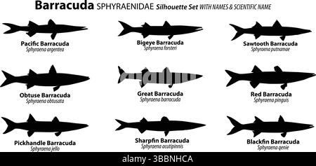 Barracuda Fish Silhouette Vector Set with Common & Scientific Names | Sphyraenidae Species Chart Stock Vector