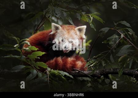 Beautiful Red panda lying on the tree with green leaves. Ailurus fulgens, detail face portrait of animal from China. Wildlife scene from Asian forest Stock Photo