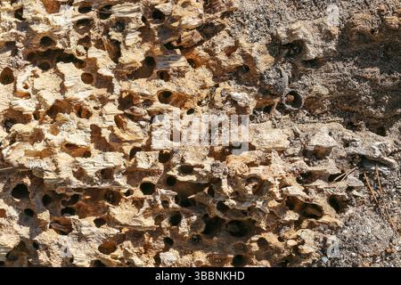 Damaged tree bark surface. Close-up of holes in wood. Insect infestation effect. Natural destruction texture. Dry cracked bark pattern. Stock Photo