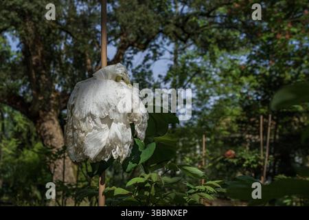 White peony flower with droplets Stock Photo