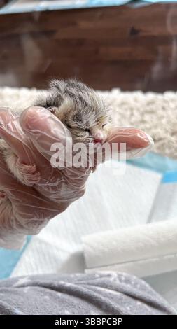 This image shows a newborn kitten gently cradled in loving hands, symbolizing the fragility of new life and the care it needs. Perfect for animal welf Stock Photo