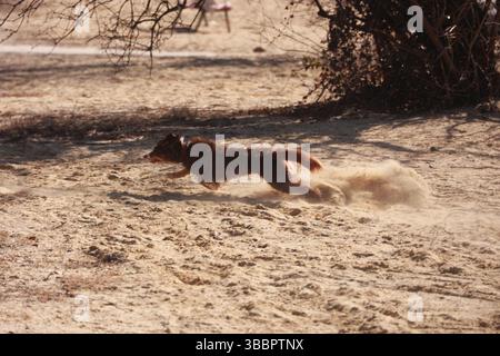 A dog is running through the sand Stock Photo