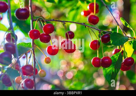 Ripe cherries hang heavy on the branches, glistening in the sunlight. Fresh cherries, bursting with flavor, hanging from branches of a tree. Stock Photo
