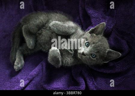 Cute baby cat of Russian Blue breed is laying on purple fluffy blanket looking strait into camera and is ready to play. Detailed close up of one month Stock Photo
