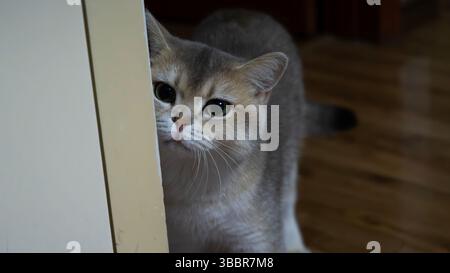 A British Shorthair cat with green eyes peeking curiously from behind a wall indoors. The cat has a soft golden shaded coat and an alert, playful expr Stock Photo