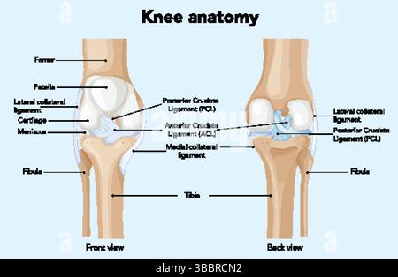 knee-joint-anatomy-labeled-of-all-bones-isometric-flat-vector