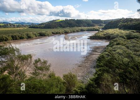 Mangrove forest along tidal inlet, near Waitangi, Bay of Islands, North ...