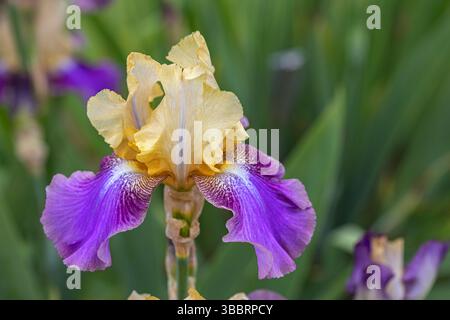 Iris flower "Ballyhoo"  - Tall bearded iris, beautiful bi-color combination of pastel yellow and violet. Stock Photo