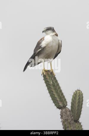 Variable Hawk (Geranoaetus polyosoma) Aves Stock Photo - Alamy