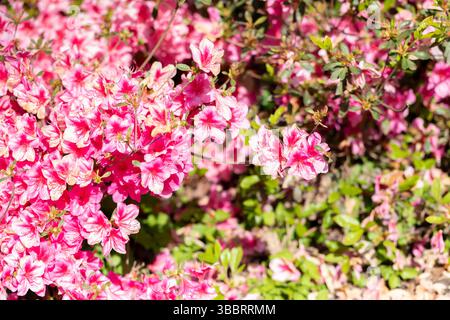 Azalea George Hyde flowers in spring. Dorset, England, UK Stock Photo