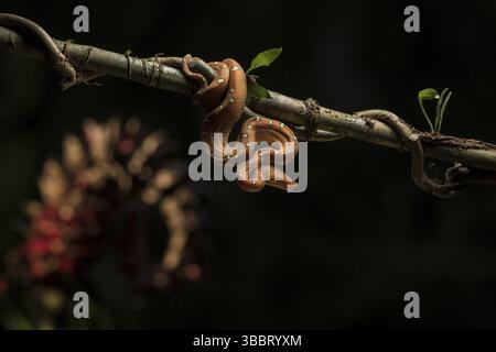 A rarely seen juvenile Emerald Tree Boa in the rainforest in the Amazon region of Peru Stock Photo