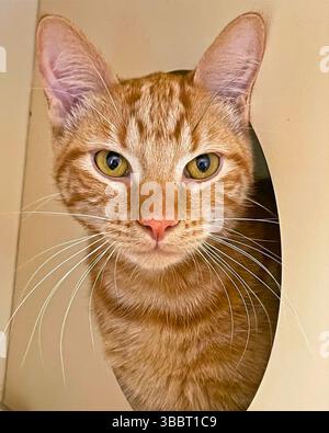 San Francisco, California, United States – April 3 2025: An orange tabby cat peers through a curved enclosure opening at a public animal shelter. Stock Photo