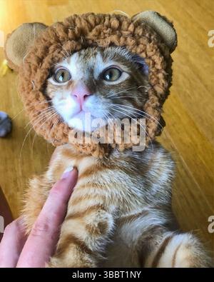 San Francisco, California, United States – April 8 2025: An orange tabby kitten wears a plush lion hat while held by a caretaker in a home setting. Stock Photo