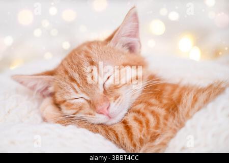 Sleeping cute red kitten on Christmas background. Stock Photo