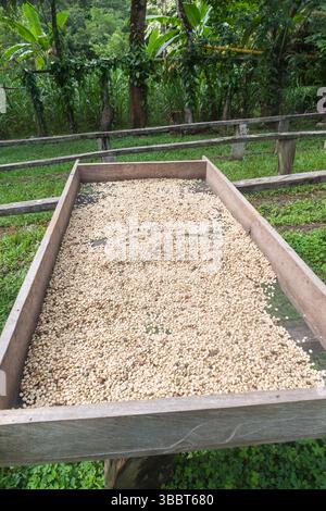 Washed coffee beans sun drying on drying tables on a small ecological coffee farm in Nicaragua Stock Photo