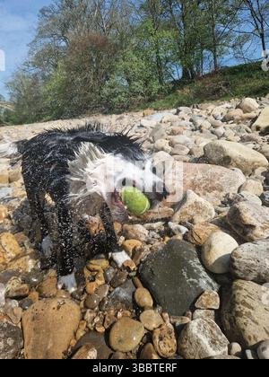 Black & White dog with ball shaking itself dry Stock Photo