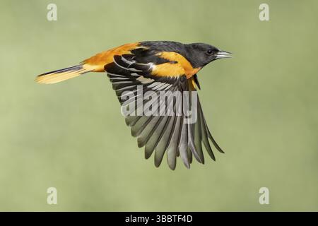 Baltimore Oriole (Icterus galbula) male flying, Texas, USA, North America Stock Photo
