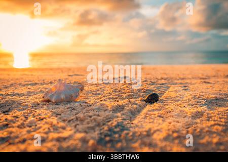 Closeup of sea sand with seashells and soft blur capturing serene seascape horizon under clear sky perfect for summer vacation travel nature and beach Stock Photo