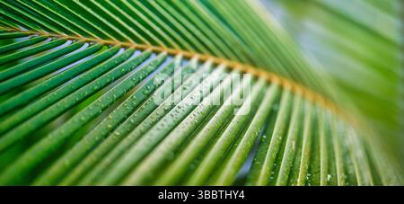 Stunning closeup tropical garden blur palm leaves covered water drops rain blur. Sunlight artistic beautiful nature background tropical island park Stock Photo