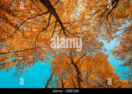 Calming view looking up at autumn trees with orange and yellow leaves against soft blue sky, tranquil peaceful seasonal nature panoramic background Stock Photo
