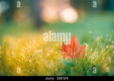 Golden autumn leaf on green grass with morning sunrise and dew drops, peaceful seasonal nature scene in blurred garden park forest field background Stock Photo