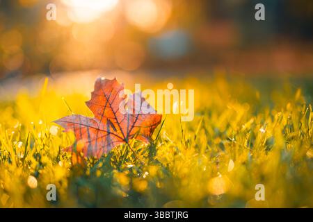 Golden autumn leaf on green grass with morning sunrise and dew drops, peaceful seasonal nature scene in blurred garden park forest field background Stock Photo