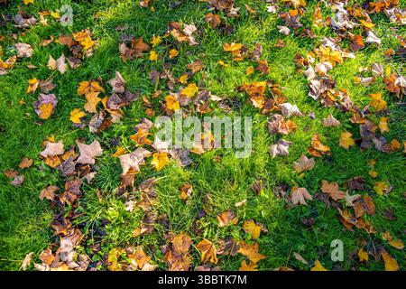 Beautiful peaceful top view of autumn leaves on green grass seasonal nature background colorful fall foliage natural outdoor scene tranquil scenic Stock Photo