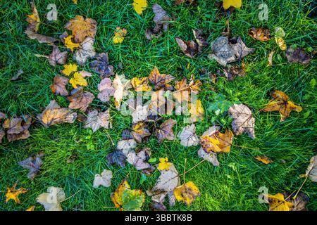Beautiful peaceful top view of autumn leaves on green grass seasonal nature background colorful fall foliage natural outdoor scene tranquil scenic Stock Photo