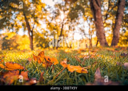 Autumn leaves on green grass seasonal nature closeup background colorful fall foliage natural outdoor scene peaceful tranquil countryside view Stock Photo