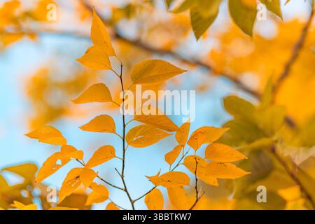 Peaceful pastel autumn colors with yellow golden leaves against blue sky vintage seasonal background sunset beams idyllic abstract natural wall art Stock Photo