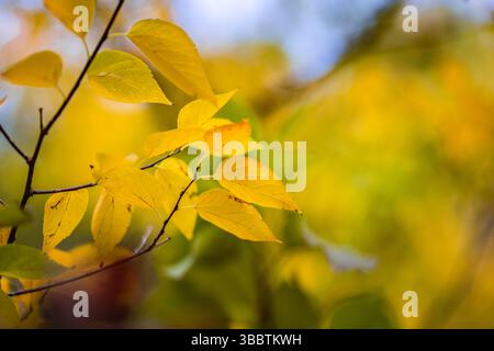 Tranquil pastel autumn colors yellow leaves soft blur artistic vintage seasonal nature background with sunset beams idyllic abstract natural wall art Stock Photo