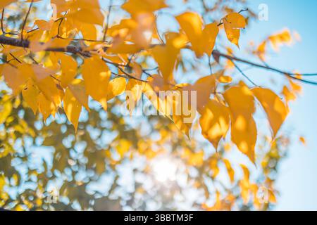 Peaceful pastel autumn colors with yellow golden leaves against blue sky vintage seasonal background sunset beams idyllic abstract natural wall art Stock Photo