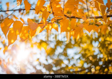 Peaceful pastel autumn colors with yellow golden leaves against blue sky vintage seasonal background sunset beams idyllic abstract natural wall art Stock Photo