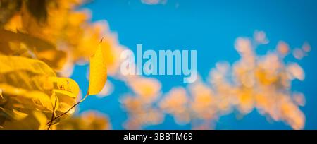 Yellow golden autumn leaves against bright blue sunny sky seasonal nature background idyllic abstract foliage scene perfect for natural wall art. Stock Photo