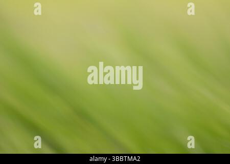 Green and light yellow clean defocused background with a soft wavy, dreamy texture Stock Photo