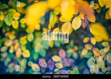 Abstract colorful autumn leaves with artistic blur and bokeh depth of field, peaceful seasonal decorative nature background perfect for wall art Stock Photo