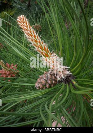 Pine cone, macro shot, close up Stock Photo