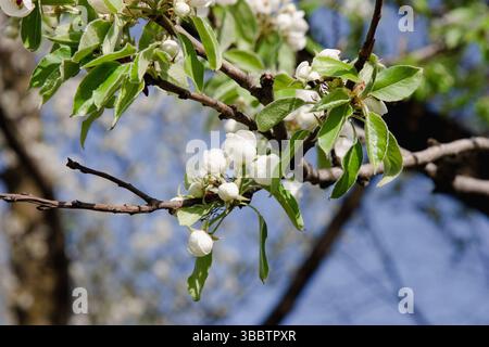The large white flowers of the pear tree bloom profusely in spring, surrounded by young green leaves and neat twigs against a soft blue sky Spring nat Stock Photo