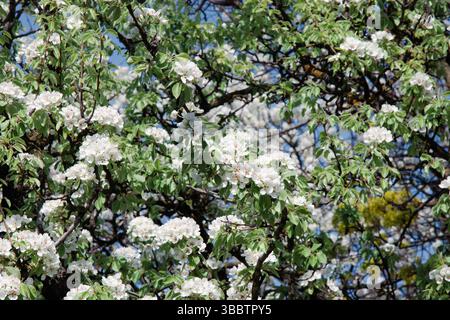 The large white flowers of the pear tree bloom profusely in spring, surrounded by young green leaves and neat twigs against a soft blue sky Spring nat Stock Photo