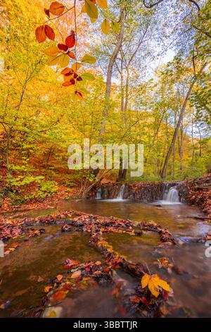 Beautiful autumn waterfall creek with golden yellow leaves and mossy rocks, tranquil seasonal forest landscape, colorful peaceful nature scene, scenic Stock Photo