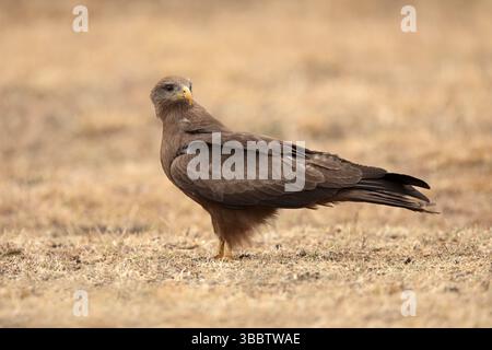 Yellow-billed Kite (Milvus aegyptius) perched on the ground, Oromia, Ethiopia, Africa Stock Photo